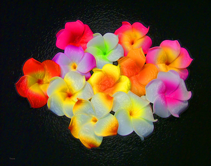 Plumeria(DV12)