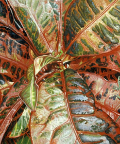 Croton with Gecko（EE19)