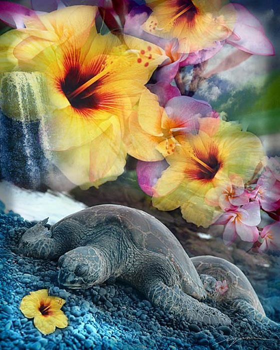 Dreaming Honu(CQ04)