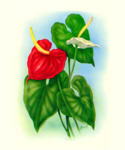 Anthurium(TM09)