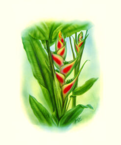 Heliconia（TM06)