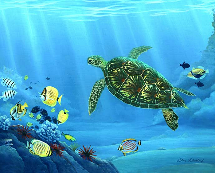 Green Sea Turtle(SS14)