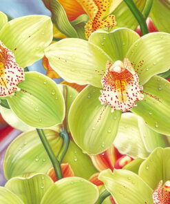 Lime Cymdidium2（EE42)