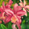 Pink Creams Cybidiums（EE33)