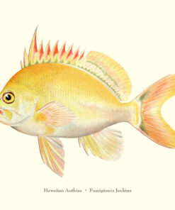 Hawaiian Anthias（YB08)