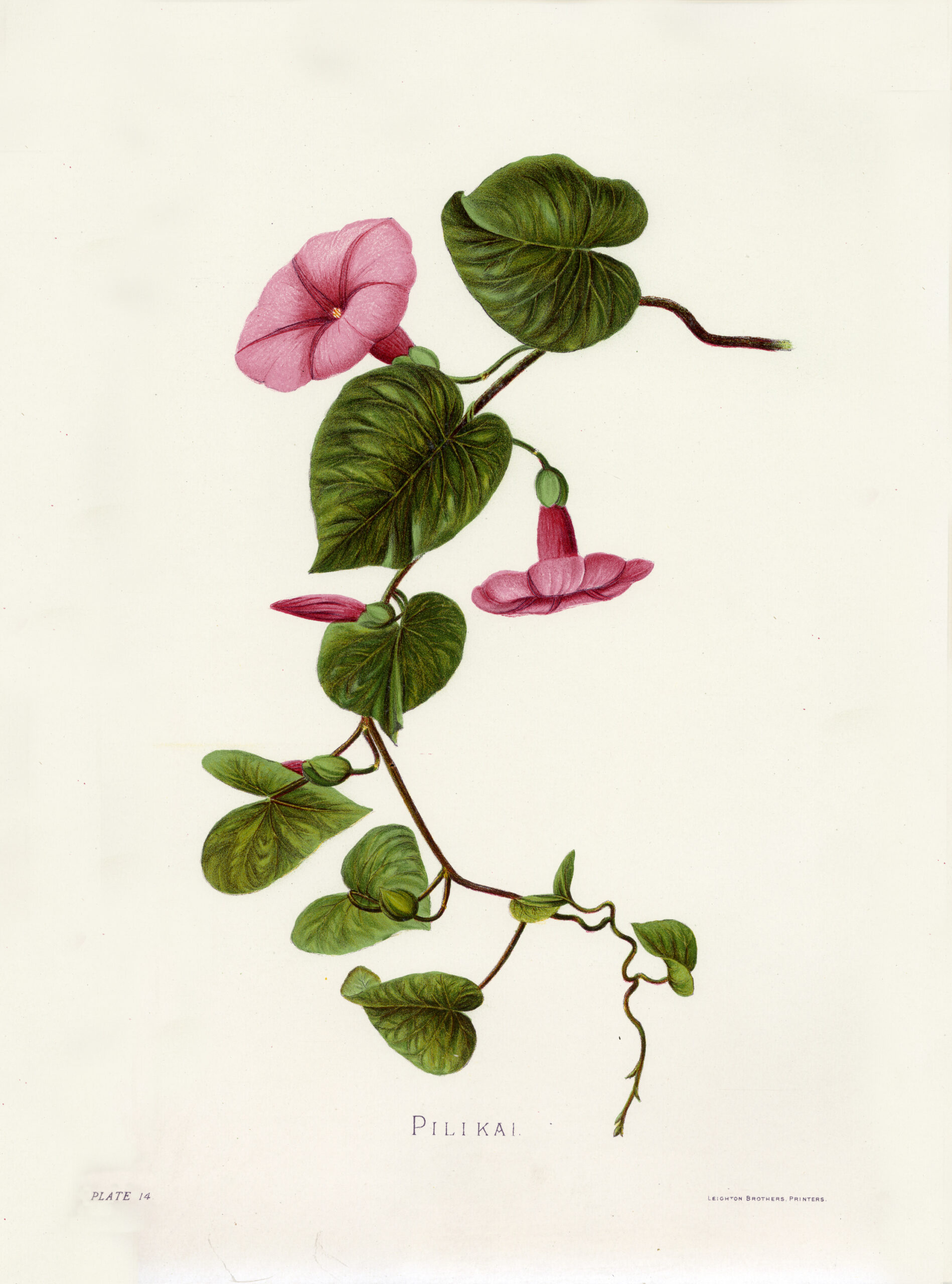 PILIKAI ー ピリカイ(IS11)